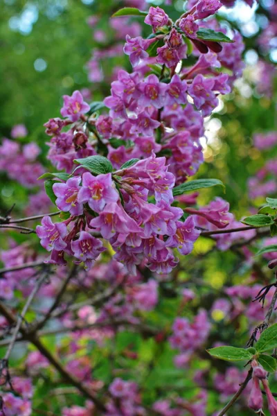 Кущі Вейгели Розпускаються Рожевими Прекрасний Весняний Сад Вайгела Флоріда Квіти — стокове фото