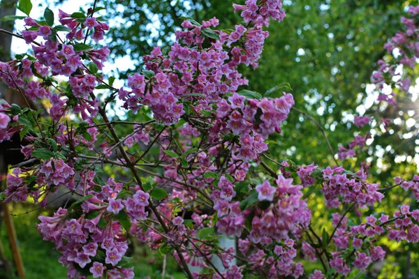 Keře Weigela Kvetou Růžově Krásná Jarní Zahrada Weigela Florida Květiny — Stock fotografie