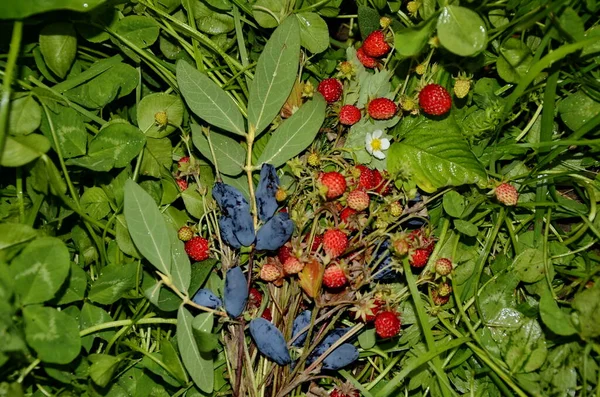 Harvest Forest Strawberries Chimes Kamchatskaya Summer Vitamin Berries Lonicera Xylosteum — Stock Photo, Image