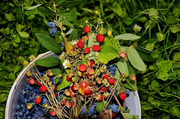 Harvest Forest Strawberries Chimes Kamchatskaya Summer Vitamin Berries Lonicera Xylosteum — Stock Photo, Image