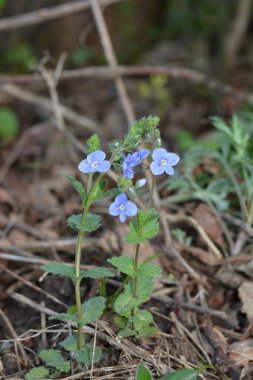 Güzel Veronica Chamadris. Baharda mavi çiçekler. Baharda, Veronica Chamaedrys vahşi doğada çiçek açar.