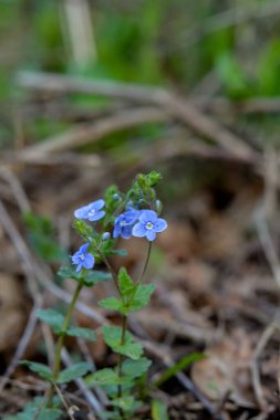 Güzel Veronica Chamadris. Baharda mavi çiçekler. Baharda, Veronica Chamaedrys vahşi doğada çiçek açar.