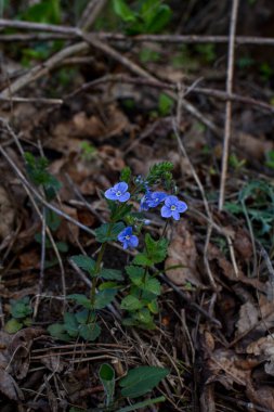 Güzel Veronica Chamadris. Baharda mavi çiçekler. Baharda, Veronica Chamaedrys vahşi doğada çiçek açar.