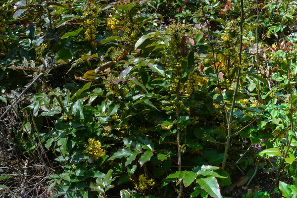 Zralé Modré Plody Mahonia Berberis Aquifolium Visí Malé Větvi — Stock fotografie