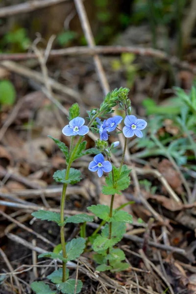 Vacker Veronica Chamadris Blå Blommor Ren Våren Blommar Veronica Chamaedrys — Stockfoto