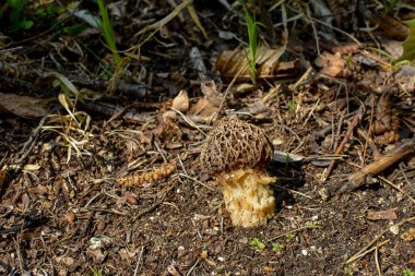 Ormanda jimnastik. Gyromitra esculenta mantarı (sahte morel olarak bilinir) bahar ormanlarında yetişir..