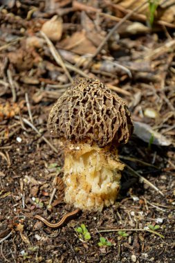 Ormanda jimnastik. Gyromitra esculenta mantarı (sahte morel olarak bilinir) bahar ormanlarında yetişir..