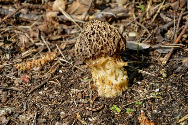 Gyromitra Nella Foresta Fungo Gyromitra Esculenta Noto Come False Spugnole — Foto Stock