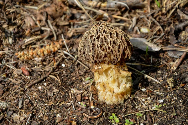 Ormanda Jimnastik Gyromitra Esculenta Mantarı Sahte Morel Olarak Bilinir Bahar — Stok fotoğraf