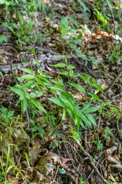 Ormanda bahar mevsimi Lathyrus vernusu açar. Bahar ormanında acı bezelye üzümünün (Lathyrus vernus) güzel çiçekleri.