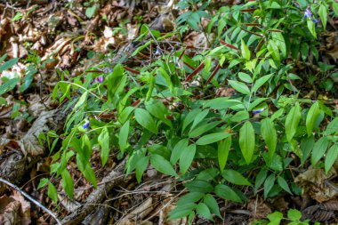 Ormanda bahar mevsimi Lathyrus vernusu açar. Bahar ormanında acı bezelye üzümünün (Lathyrus vernus) güzel çiçekleri.