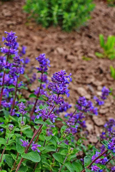 Nepeta Racemosa Raceme Catnip Syn 麝香属植物 Mussiniii 是兰科的一种开花植物 Nepeta Transcaucasica — 图库照片