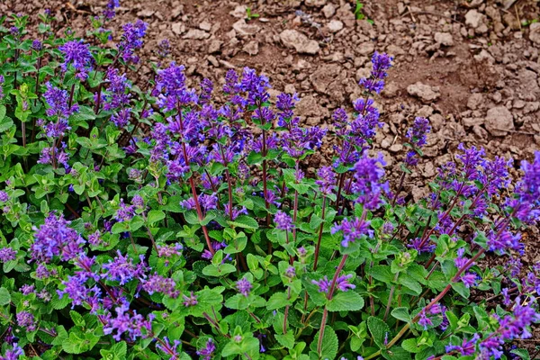 Nepeta Racemosa Raceme Catnip Syn Mussiniii Druh Kvetoucí Rostliny Čeledi — Stock fotografie