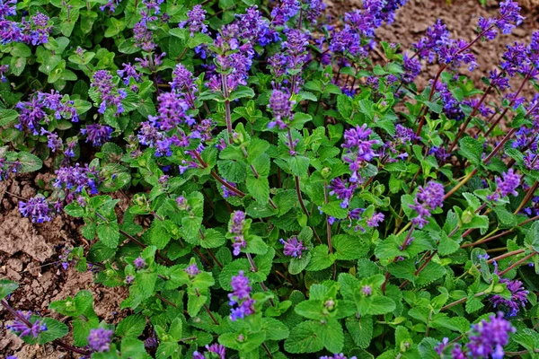 Nepeta Racemosa Erba Gatta Raceme Syn Mussiniii Una Specie Pianta — Foto Stock