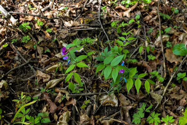 Primavera Naturaleza Bosque Florece Lathyrus Vernus Hermosas Flores Vid Guisante — Foto de Stock