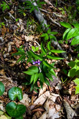 Ormanda bahar mevsimi Lathyrus vernusu açar. Bahar ormanında acı bezelye üzümünün (Lathyrus vernus) güzel çiçekleri.