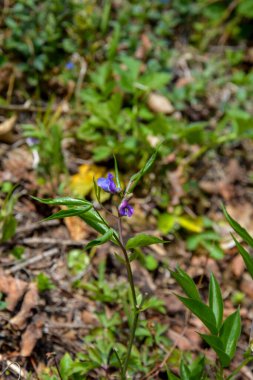 Ormanda bahar mevsimi Lathyrus vernusu açar. Bahar ormanında acı bezelye üzümünün (Lathyrus vernus) güzel çiçekleri.