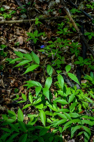 Wiosna Dziczy Lesie Kwitnie Lathyrus Vernus Piękne Kwiaty Gorzkiego Grochu — Zdjęcie stockowe