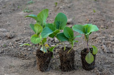 Turba kapsüllerinde lahana tohumları. Plastik kaplarda ve kaplarda taze sebze bitkileri yetişiyor..