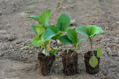 Turba kapsüllerinde lahana tohumları. Plastik kaplarda ve kaplarda taze sebze bitkileri yetişiyor..