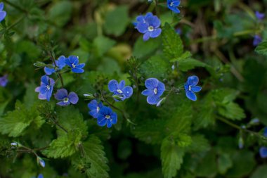 Güzel Veronica Chamadris. Baharda mavi çiçekler. Baharda, Veronica Chamaedrys vahşi doğada çiçek açar.