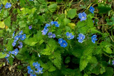 Güzel Veronica Chamadris. Baharda mavi çiçekler. Baharda, Veronica Chamaedrys vahşi doğada çiçek açar.
