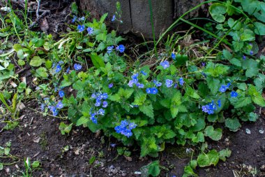 Güzel Veronica Chamadris. Baharda mavi çiçekler. Baharda, Veronica Chamaedrys vahşi doğada çiçek açar.