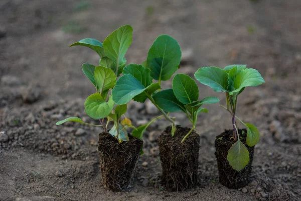 在泥炭胶囊中种植卷心菜幼苗在塑料杯和容器中种植蔬菜作物的幼苗 — 图库照片