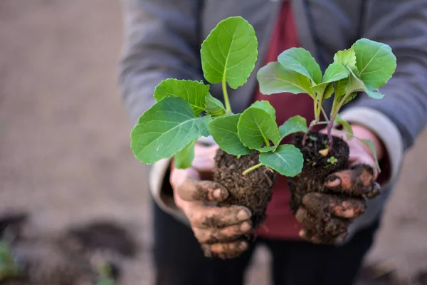 Jeune Semis Pierre Processus Plantation Les Jeunes Plants Chou Sont — Photo