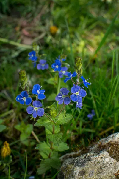 Linda Veronica Chamadris Flores Azuis Primavera Primavera Veronica Chamaedrys Floresce — Fotografia de Stock