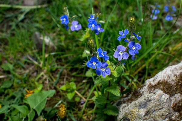 Güzel Veronica Chamadris Baharda Mavi Çiçekler Baharda Veronica Chamaedrys Vahşi — Stok fotoğraf