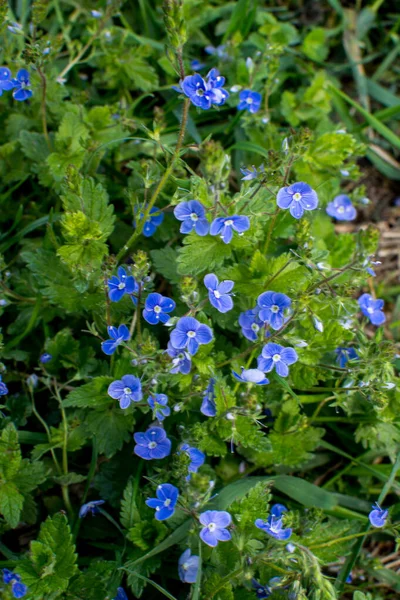 Gyönyörű Veronica Chamadris Kék Virágok Tavasszal Tavasszal Veronica Chamaedrys Virágzik — Stock Fotó