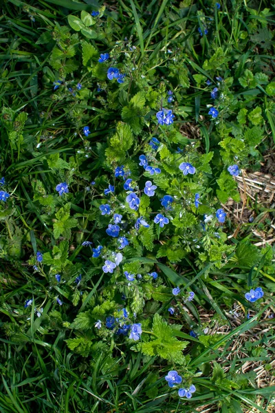 美しいヴェロニカ シャマドリス 春に青い花 春には 野生でヴェロニカ キャメリーズが咲きます — ストック写真