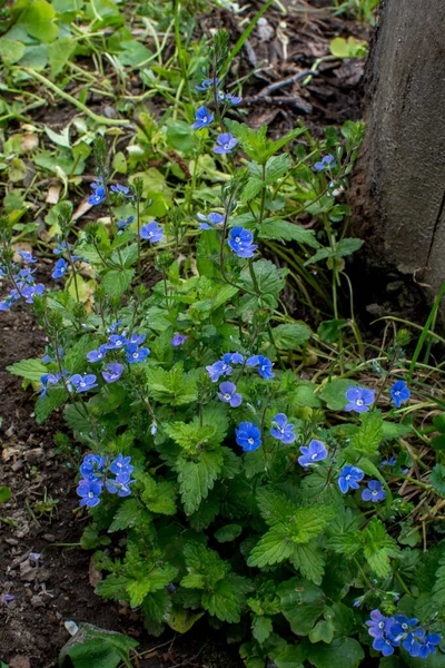 Beautiful Veronica Chamadris Blue Flowers Spring Spring Veronica Chamaedrys Blooms — Stock Photo, Image