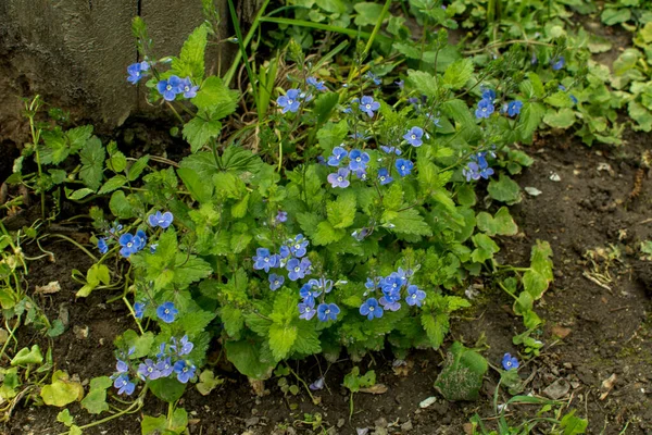 Gyönyörű Veronica Chamadris Kék Virágok Tavasszal Tavasszal Veronica Chamaedrys Virágzik — Stock Fotó