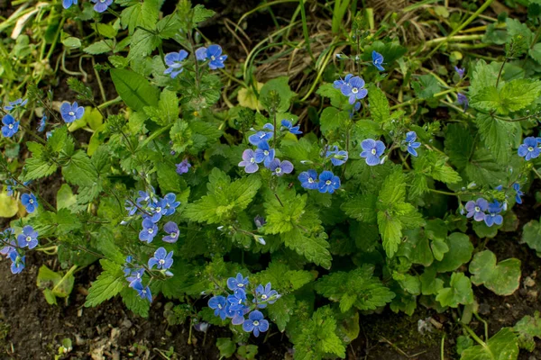 Linda Veronica Chamadris Flores Azuis Primavera Primavera Veronica Chamaedrys Floresce — Fotografia de Stock