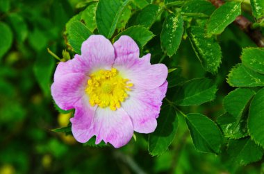 Köpek gülü (Rosa canina), kumul bitki örtüsünde bulunan pembe çiçek. Köpek çok huysuz, resmi ve süslü bir bitki..