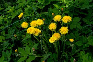 Kabarık sarı tomurcuklu karahindiba çiçeği. Toprakta yetişen sarı karahindiba çiçeği. Taraxacum officinale.