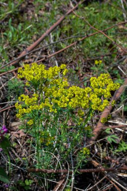 Çayır üzerinde çiçek selvisi (Euphorbia Cyparissias). Euphorbia cyparissias, Euphorbiaceae familyasından bir bitki türü.