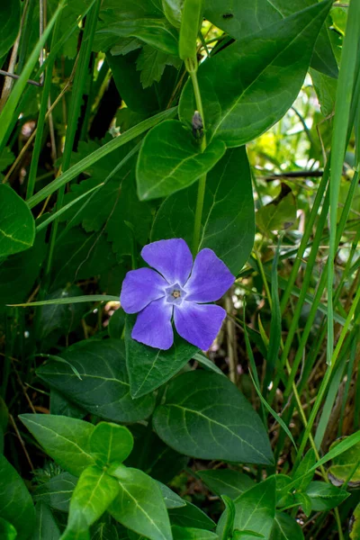 Violet Flowers Step Plant Vinca Herbacea — Stock Photo, Image