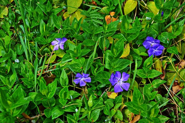 Lépésnövény Lila Virágai Vinca Herbacea — Stock Fotó