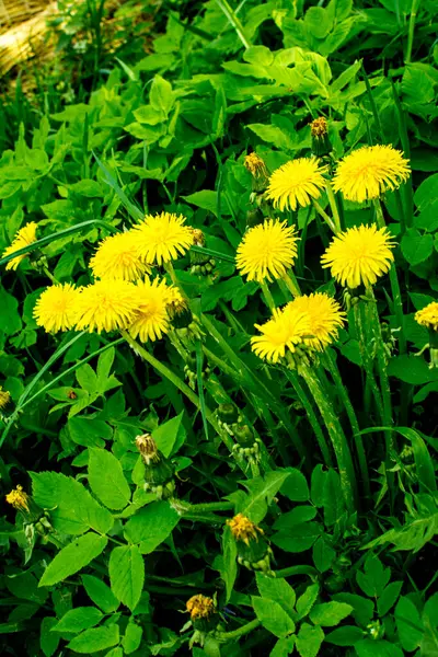 Pianta Dente Leone Con Germoglio Giallo Soffice Fiore Tarassaco Giallo — Foto Stock