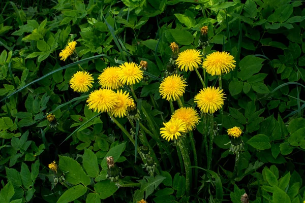 Pissenlit Avec Bourgeon Jaune Duveteux Fleur Pissenlit Jaune Poussant Dans — Photo