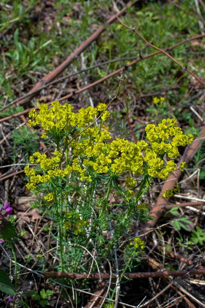 草原に咲くヒノキ ユーフォルビアCyparissas ユーフォルビア シパリシア Cypress Spurg ユーフォルビア科の開花植物の一種です — ストック写真