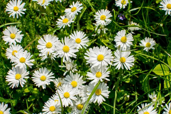 Margherite Bellis Fiore Splendidamente Sullo Sfondo Erba Verde Luce Giornata — Foto Stock