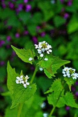 Alliaria petiolata, hardalgiller (Brassicaceae) familyasından bir bitki türü. Çiçek açan sarımsaklı hardal (Alliaria petiolata, Alliaria officinalis).