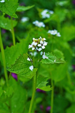 Alliaria petiolata, hardalgiller (Brassicaceae) familyasından bir bitki türü. Çiçek açan sarımsaklı hardal (Alliaria petiolata, Alliaria officinalis).