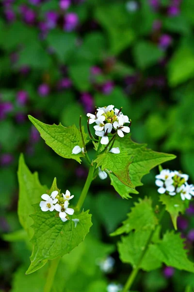 Alliaria Petiolata Eller Vitlökssenap Tvåårig Blommande Växt Senapsfamiljen Brassicaceae Nära — Stockfoto