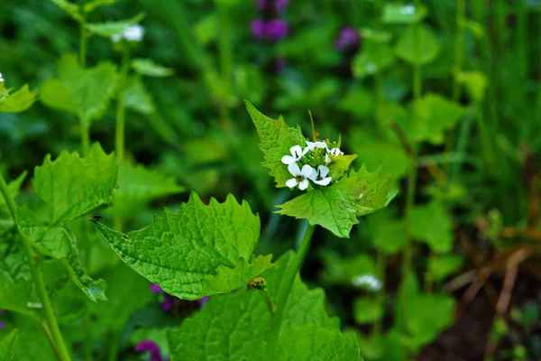 Alliaria Petiolata Або Часник Гірчиці Дворічна Квіткова Рослина Родини Brassicaceae — стокове фото