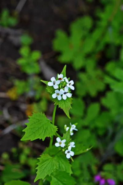 Alliaria Petiolata Garlic Mustard Biennial Flowering Plant Mustard Family Brassicaceae — Stock Photo, Image